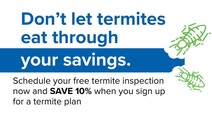 Springtime offer for termite savings.