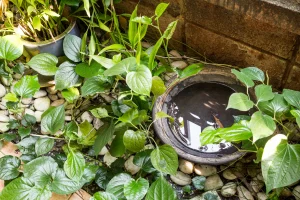 A water pot with standing water surrounding by plants and rocks.