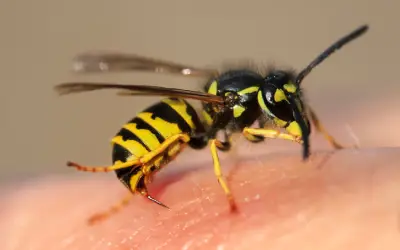 yellowjacket with its stinger out ready to pierce human skin