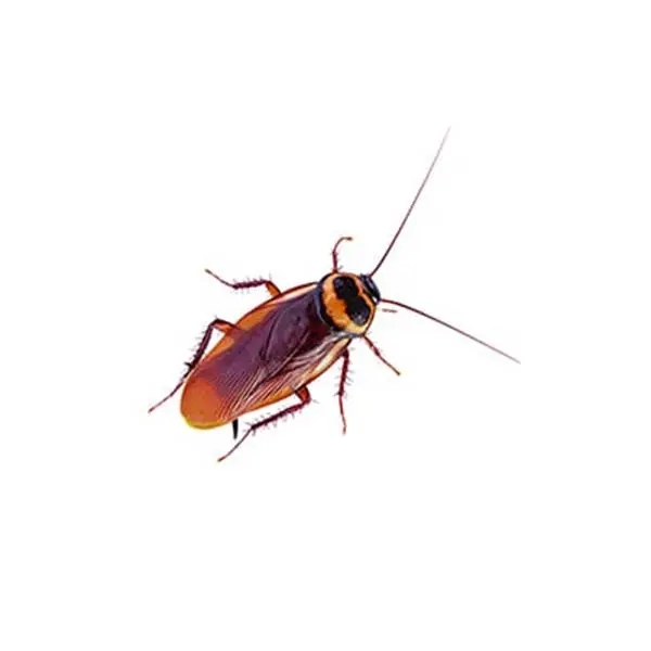Australian Cockroach on a white background