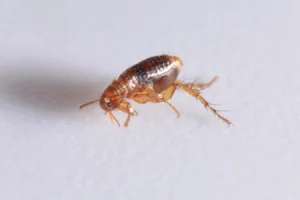 Macro closeup of a flea against a white tabletop, ready for Actives Pest Control.