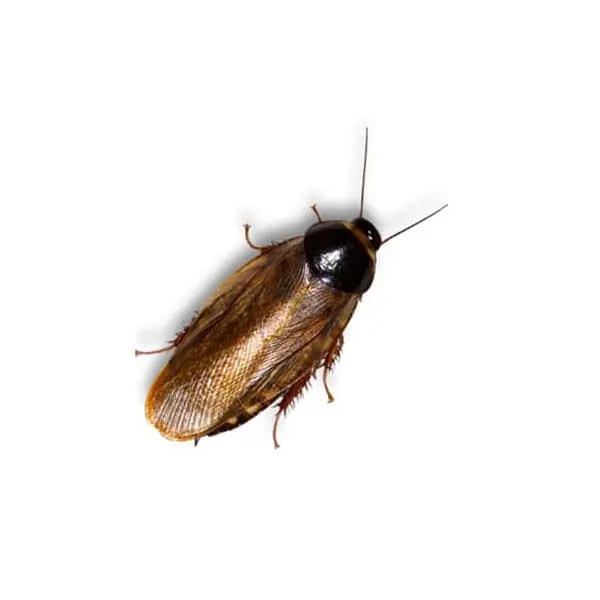A surinam cockroach on a white background
