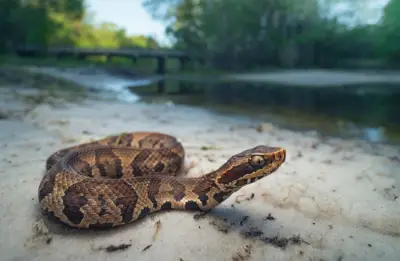 venomous cottonmouth snake on banks of georgia creek