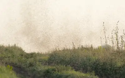 Mosquito Swarms: What Are They? in your area
