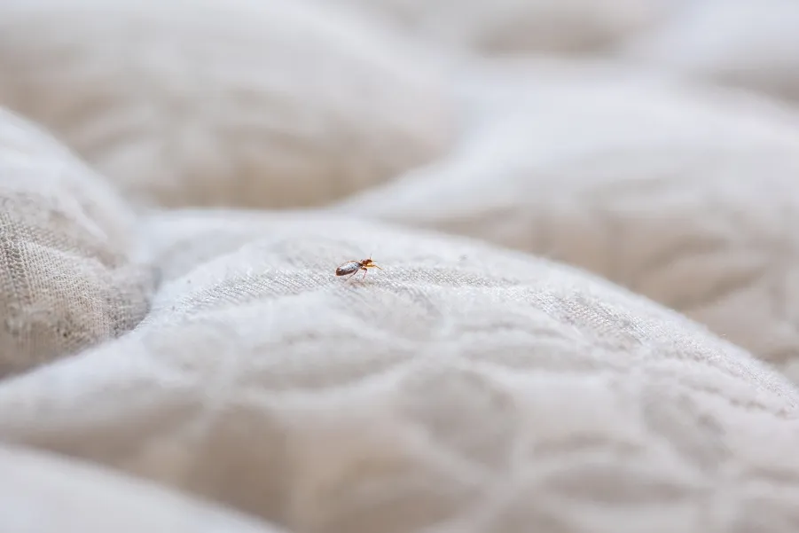 A single bed bug crawling across the surface of a white, quilted mattress.
