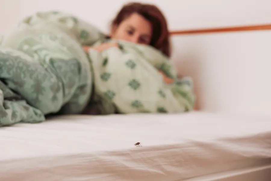 A bed bug crawling on the edge of a white mattress with a person hiding under a blanket in the background.