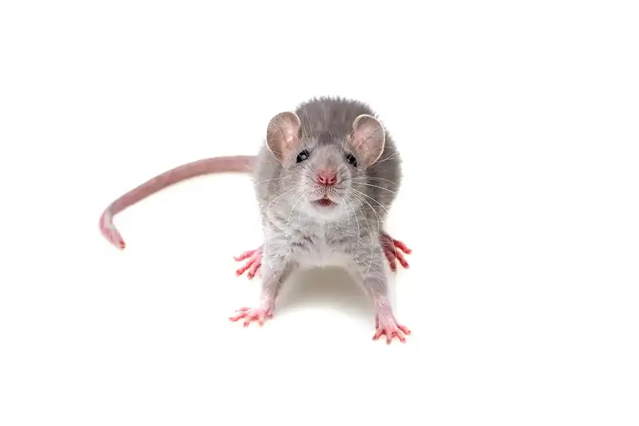 Close-up front view of a grey mouse with a long pink tail looking directly at the camera on an isolated white background.