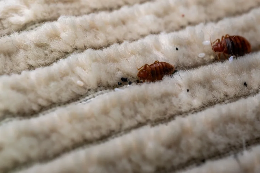 Close-up of adult bed bugs, white eggs, and dark fecal spots hiding in the textured fibers of a light-colored carpet.