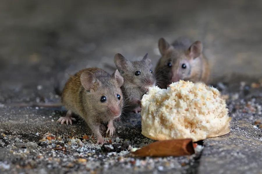 Three small brown mice gathered around and eating a piece of discarded bread on a concrete surface.