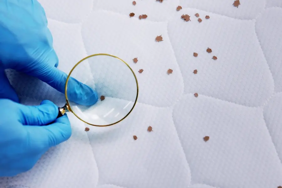 A person wearing blue gloves using a magnifying glass to inspect a cluster of bed bugs on a white mattress.